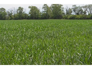 Property photo 116 - LAND AUCTION - 215+/- ACRES OFFERED IN 6 TRACTS IN VAN WERT COUNTY, OHIO